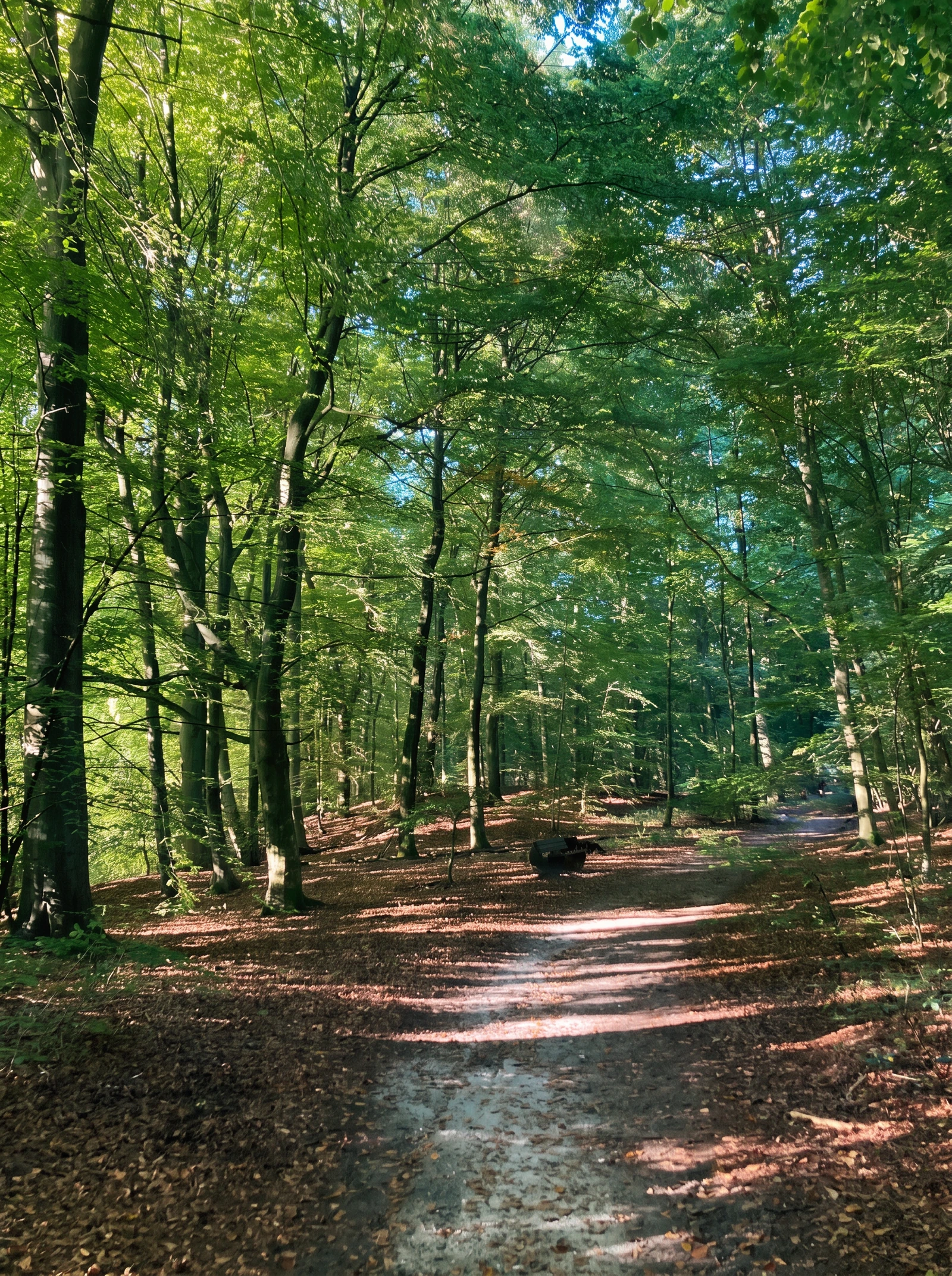 Waldweg mit Lichtflecken, Sonnenlicht fällt durch grüne Buchen